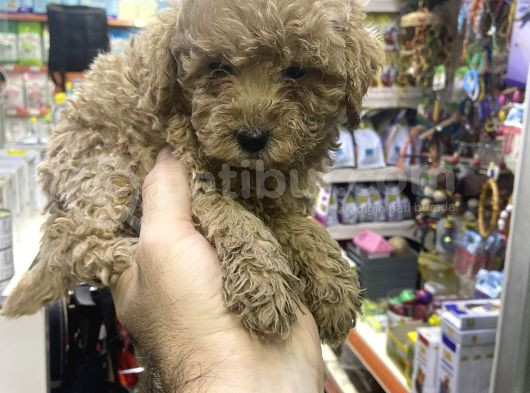 Maltipoo Oyuncu Sevimli Yavrular görsel